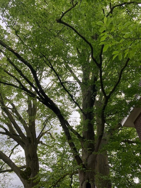 Tuin 1 Oude Urkhovenseweg